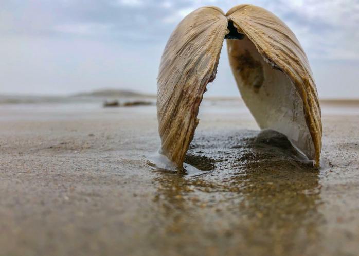 39002832_314106645824115_6145785157589663744_n