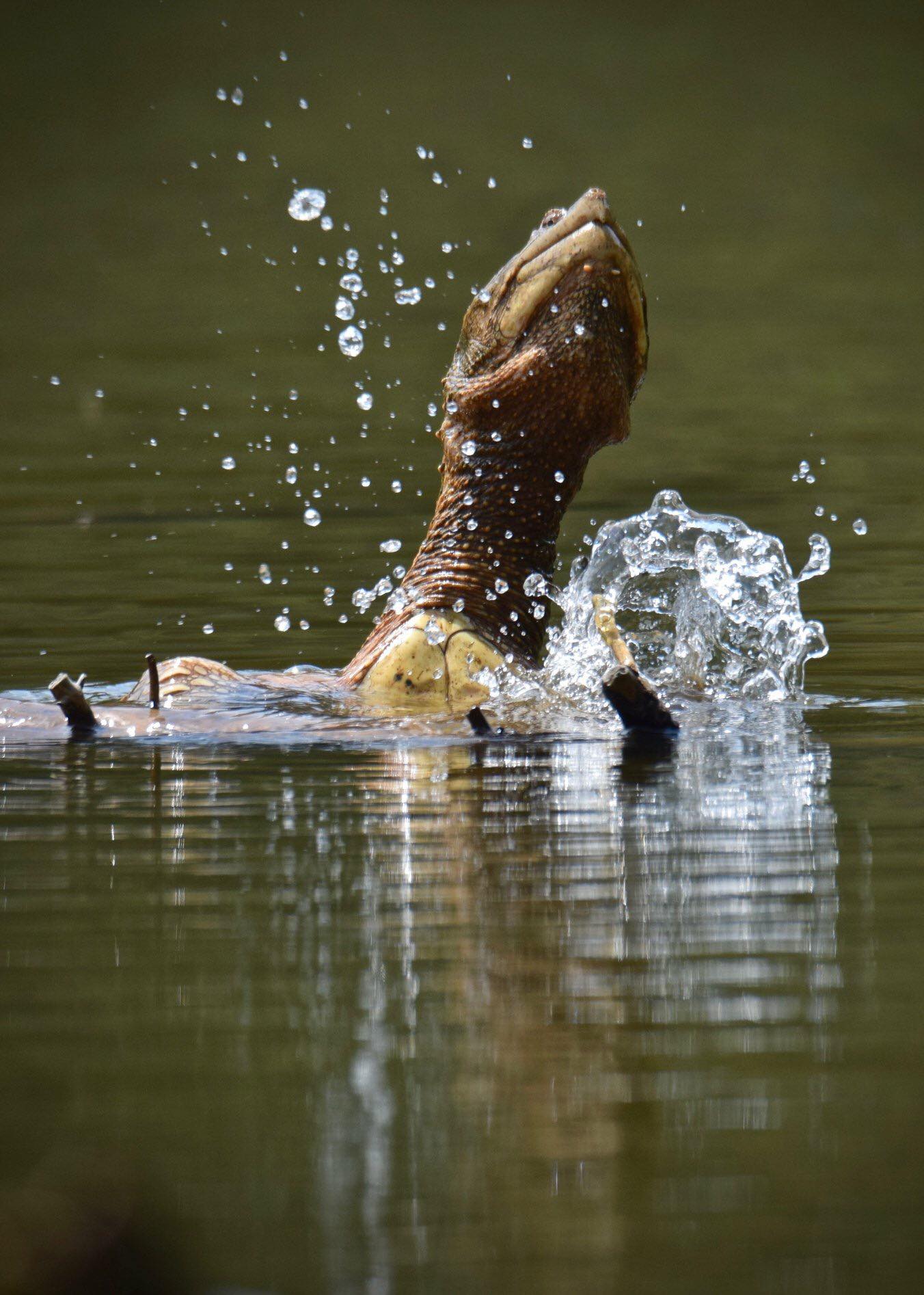 39017394_1319699908167335_5610662318753972224_n